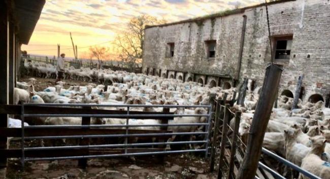 Ganado Ovino de primer nivel